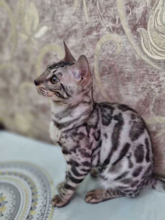 Продам кошку Mushuk sotaman Мушук Бингалский — 3