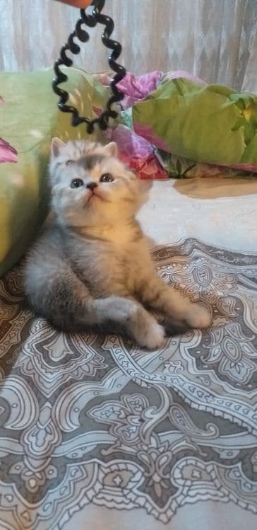 Продаются помпушки — 4