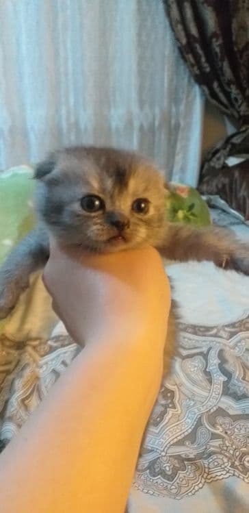 Продаются помпушки — 8
