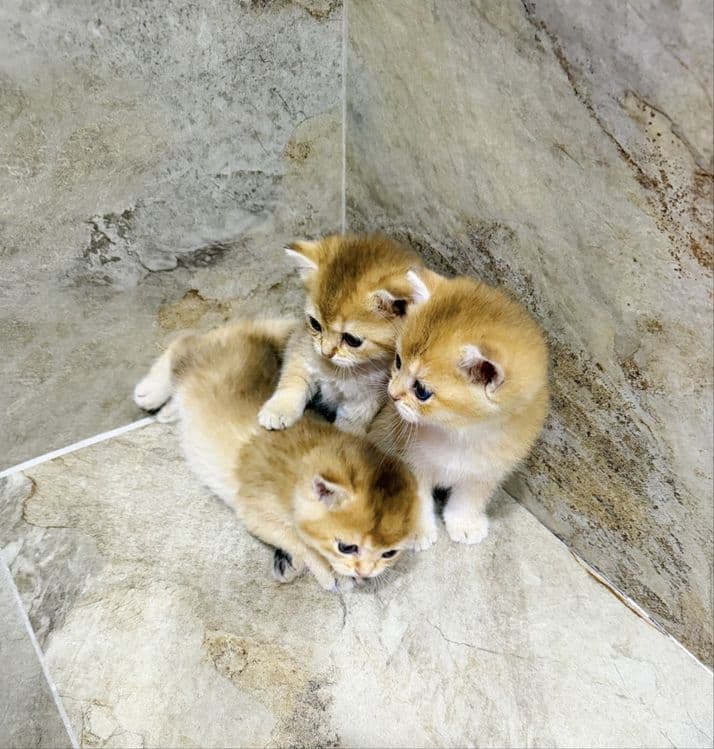 Золотая шиншила с голубыми глазками — 5