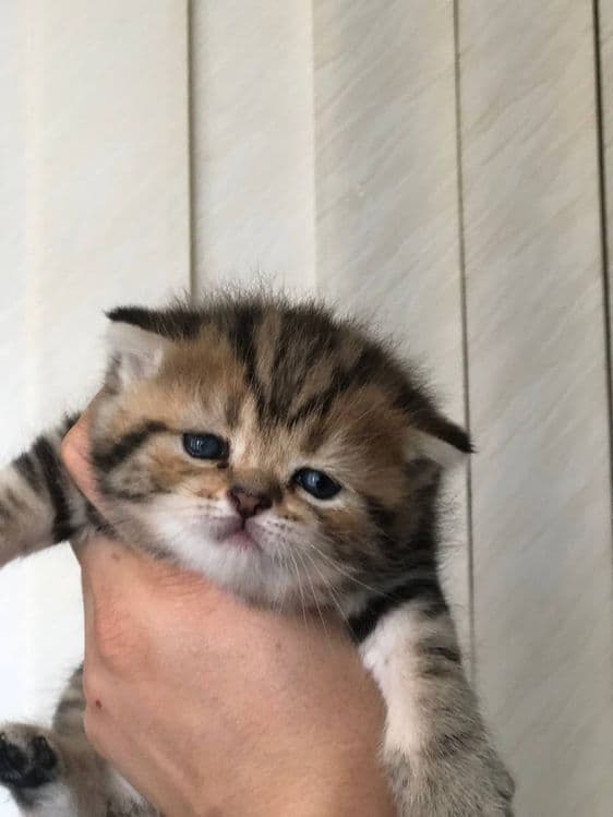 Котята. По. 200уе — 2
