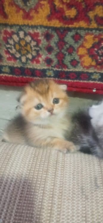 Котята. По. 200уе — 4