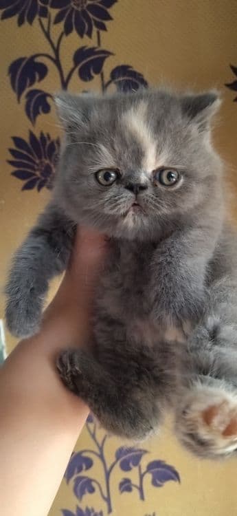 В продаже Экзоты котята — 2