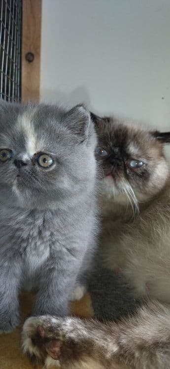 В продаже Экзоты котята — 3