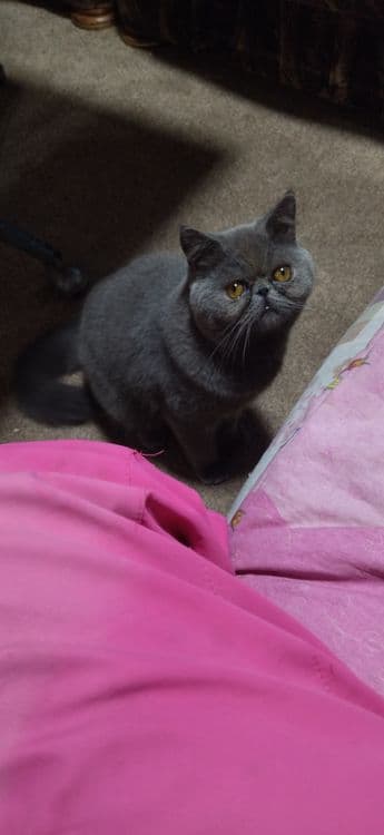 В продаже Экзоты котята — 4