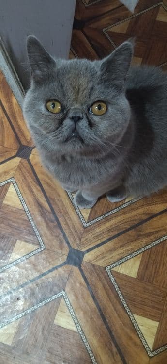 В продаже Экзоты котята — 5