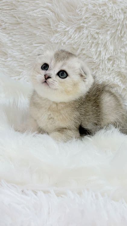 Чистокровный скоттишфолд — 2