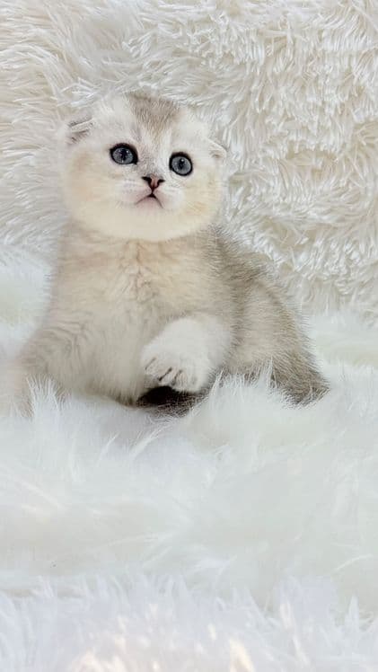 Чистокровный скоттишфолд — 3