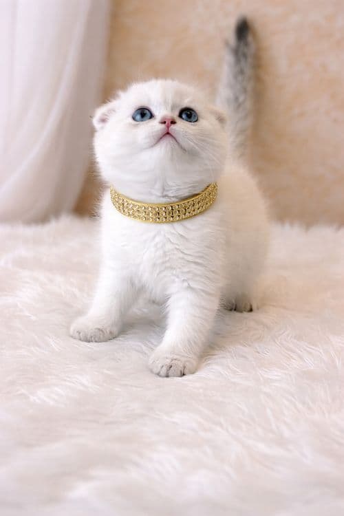 Продается фолд голд золото мал — 3