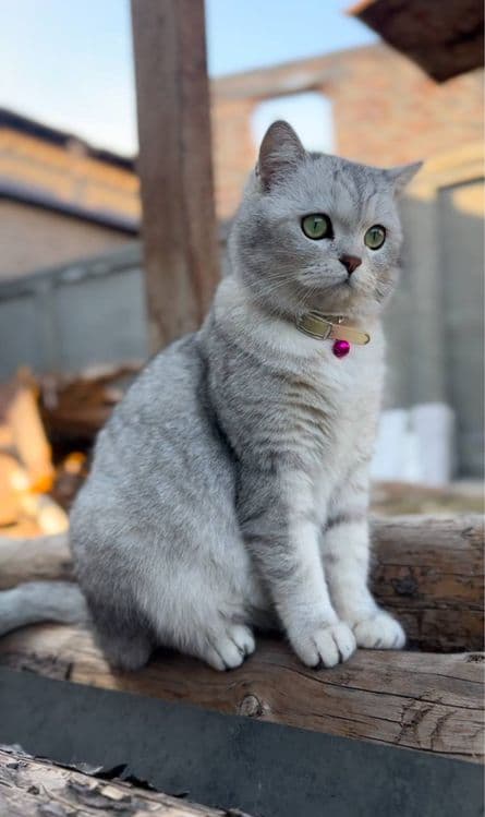 Shinshilla Шиншилла mushuklar koshkii — 2