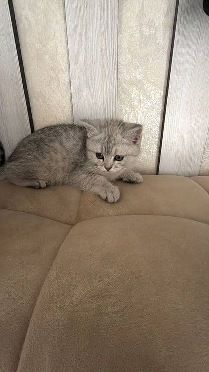 Кошку продам 150$ 200$ — 2