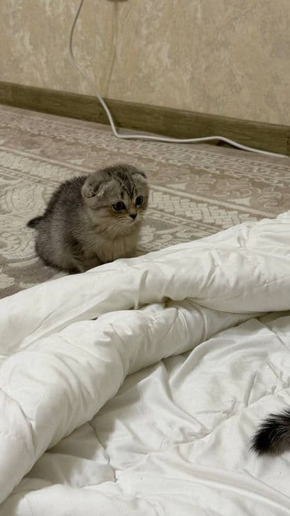 Кошку продам 150$ 200$ — 3