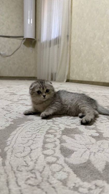 Кошку продам 150$ 200$ — 4