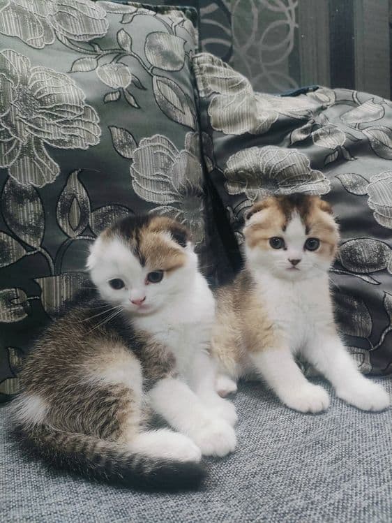 Шотландские вислоухие котята — 1