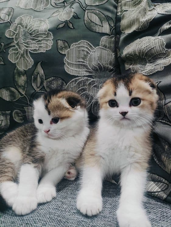 Шотландские вислоухие котята — 2