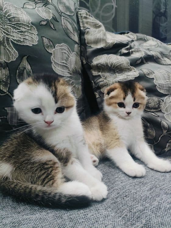 Шотландские вислоухие котята — 3