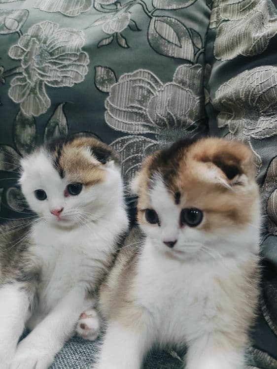 Шотландские вислоухие котята — 4