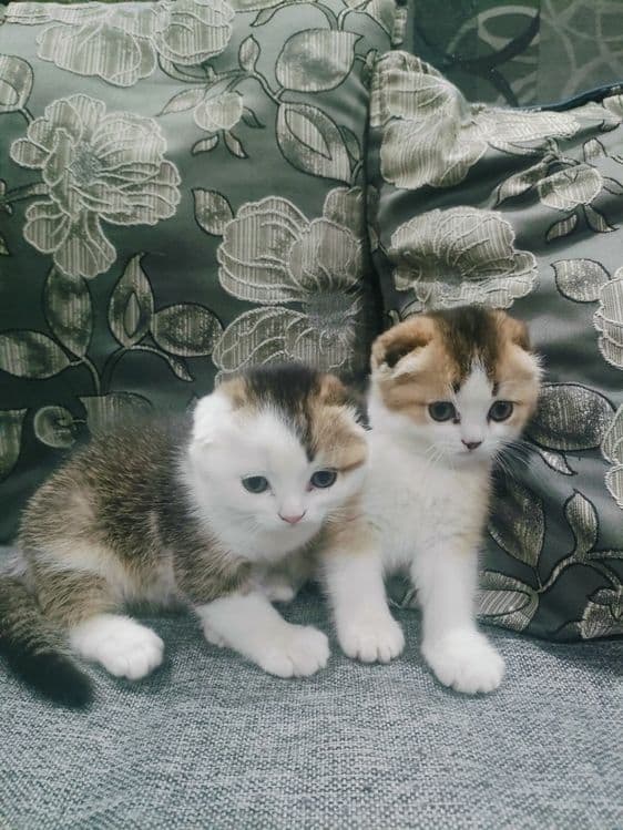 Шотландские вислоухие котята — 5