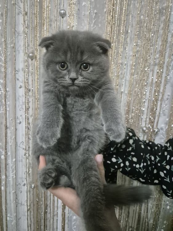 Ширин мушикчаларимизни брон килишни бошлаймиз — 2