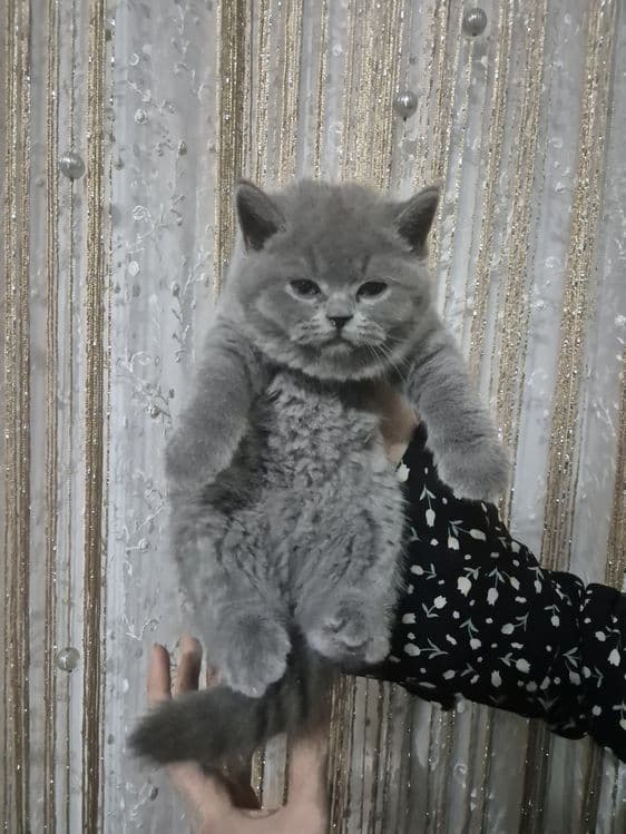 Ширин мушикчаларимизни брон килишни бошлаймиз — 3