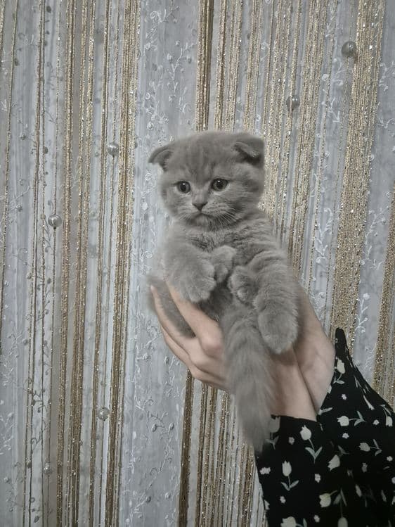 Ширин мушикчаларимизни брон килишни бошлаймиз — 4