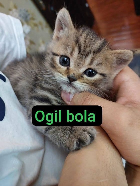 Котята чистая кровь — 2
