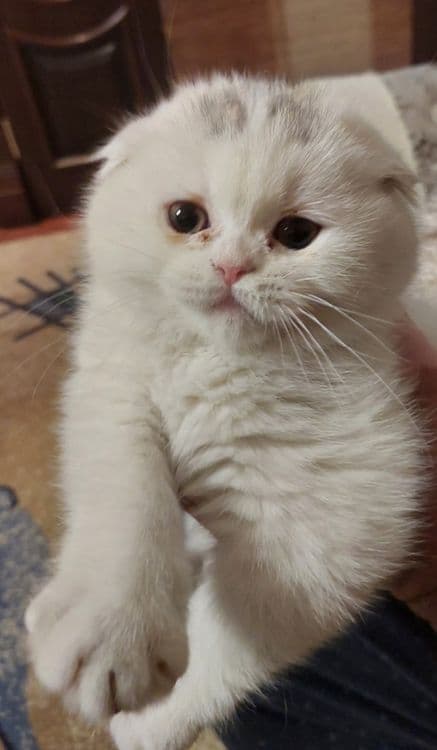 Котята чистая кровь — 3