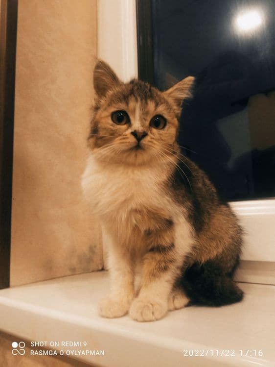 Shin shila mushu — 3