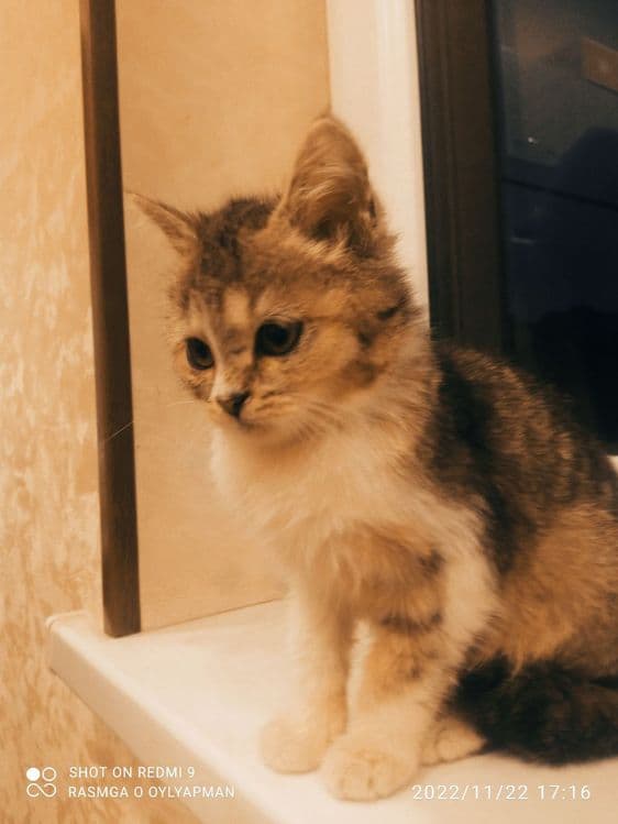 Shin shila mushu — 4