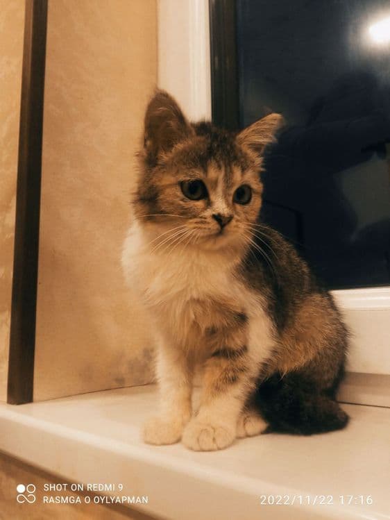 Shin shila mushu — 6