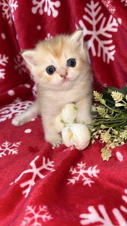 Котята Шиншиллы апельсинки — 4