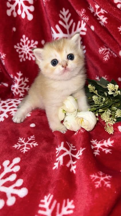 Котята Шиншиллы апельсинки — 5
