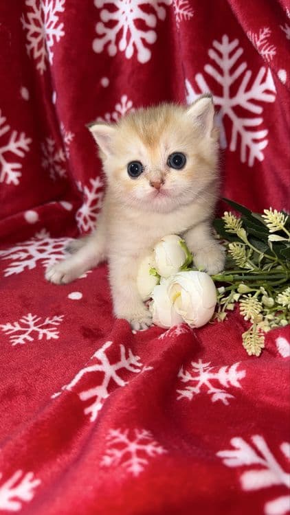 Котята Шиншиллы апельсинки — 6
