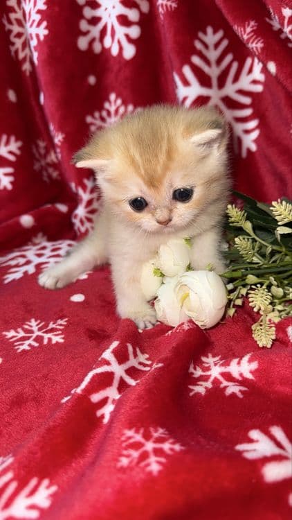 Котята Шиншиллы апельсинки — 7