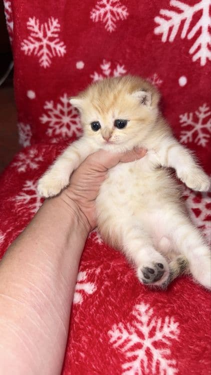 Котята Шиншиллы апельсинки — 8
