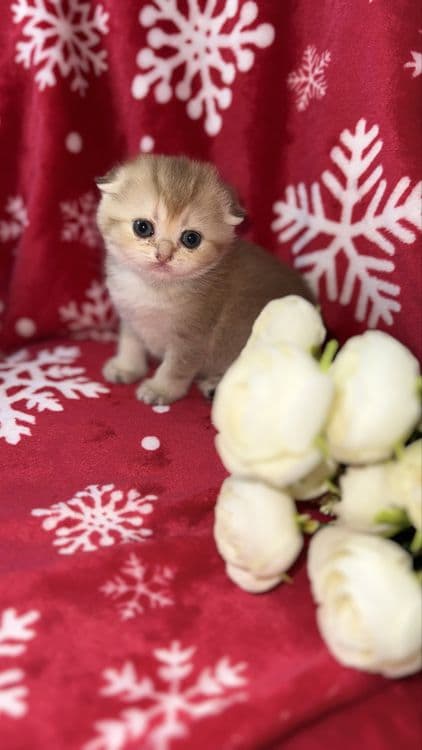 Котята чистокровные золотые шиншиллы ny 12 — 5