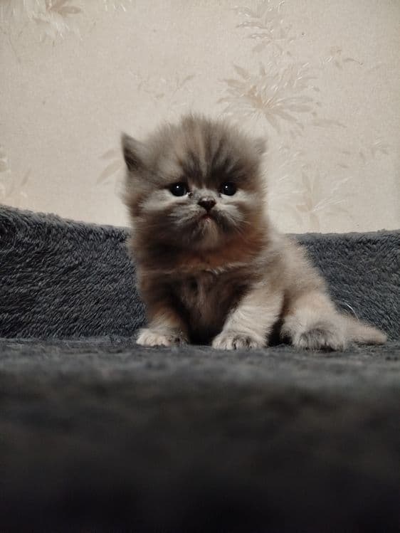 Шотландский Скотиш фолд — 2