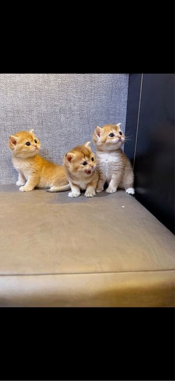 Золотая шиншила мальчики — 2