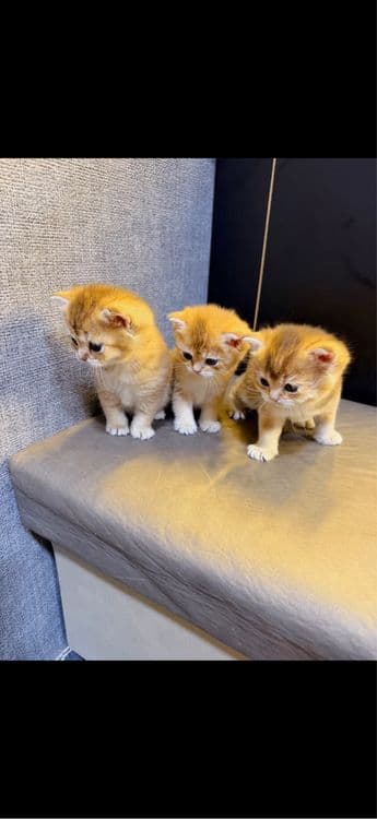 Золотая шиншила мальчики — 3