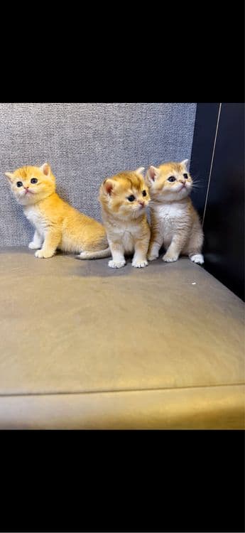 Золотая шиншила мальчики — 5