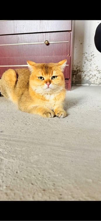 Золотая шиншила мальчики — 6