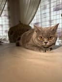 Чистокровные британские котята, девочки