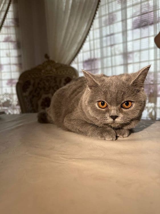 Чистокровные британские котята, девочки — 2
