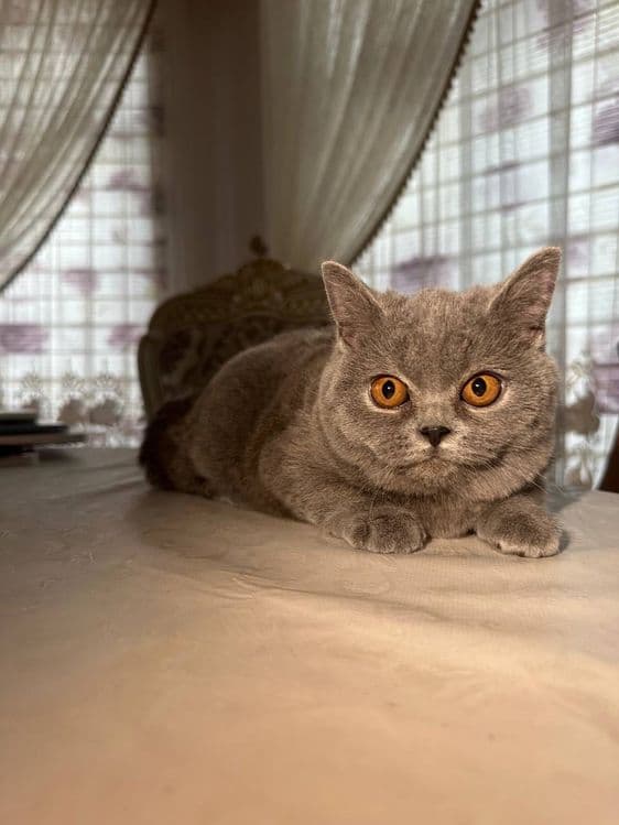 Чистокровные британские котята, девочки — 3