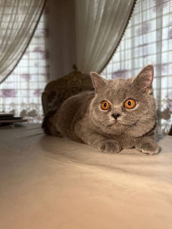 Чистокровные британские котята, девочки — 4