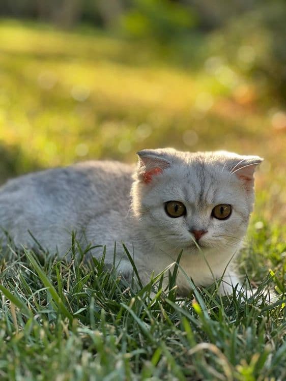Продается Чистокровный Вислоухий кот,шотландец — 2