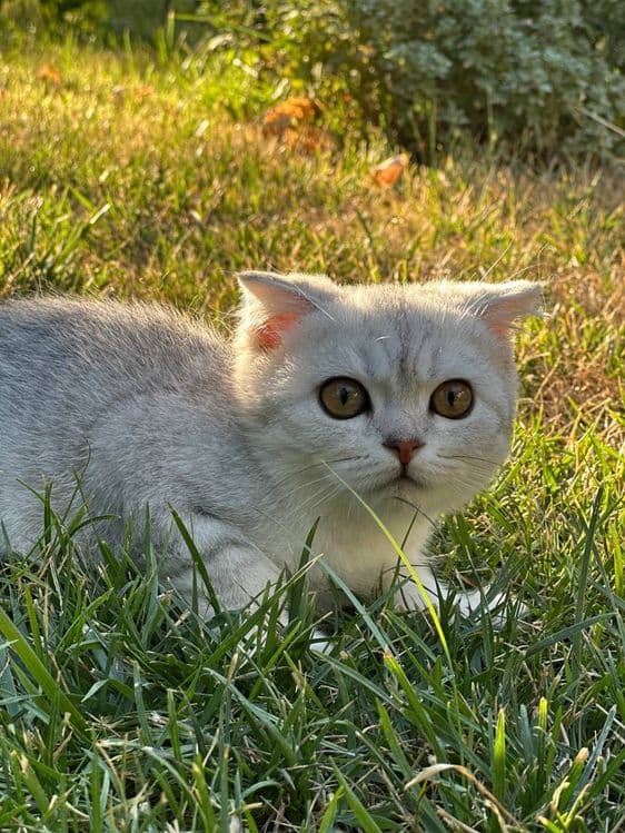 Продается Чистокровный Вислоухий кот,шотландец — 3