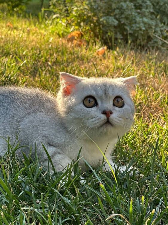 Продается Чистокровный Вислоухий кот,шотландец — 4