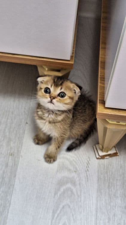 Скоттиш страйт и фолд девачка и мальчик — 2