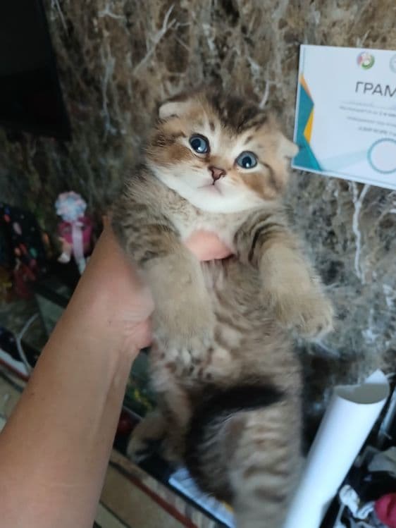 Скоттиш страйт и фолд девачка и мальчик — 3